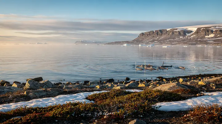 Narwhal Viewing in Nunavut: Floe Edge & Arctic Bay Tours