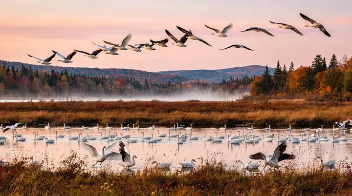 Trek van sneeuwganzen in Quebec: 500.000 vogels in oktober en april